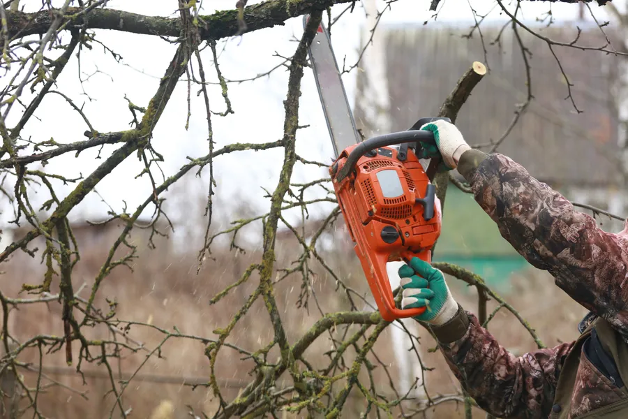 Affordable Tree Trimming Services Escondido, CA