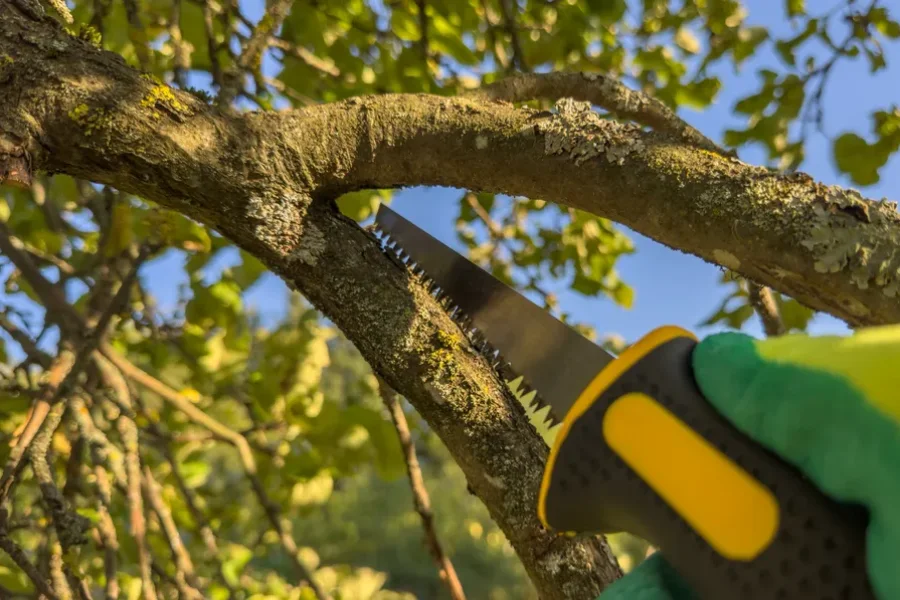 Expert Tree Trimming Services Escondido, CA