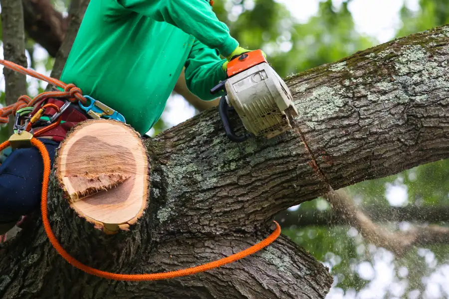 Reputable Tree Trimming Services Escondido, CA