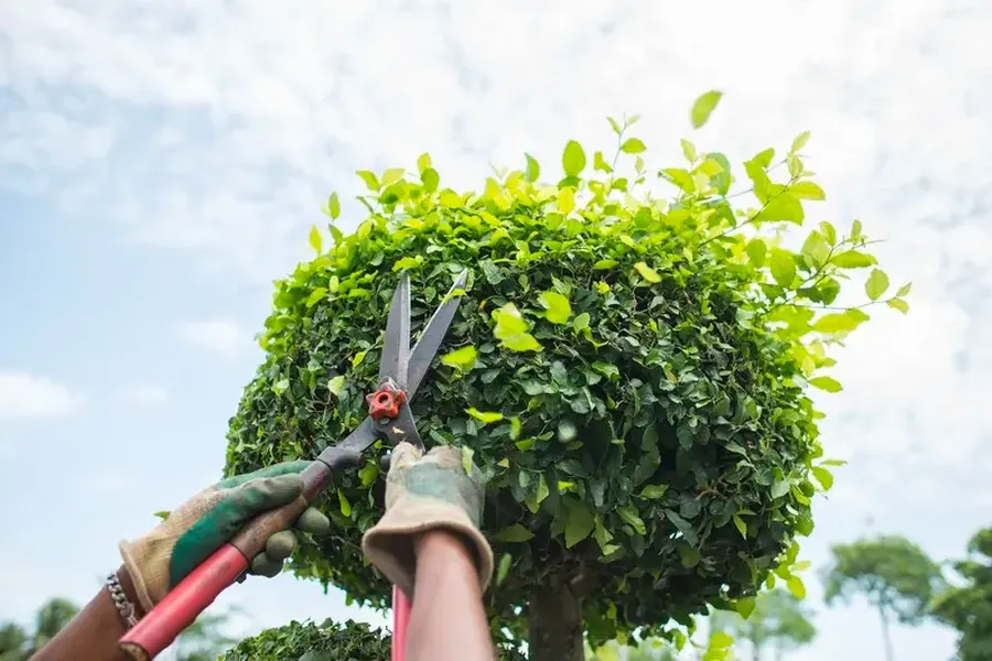 Should You Hire A Professional For Bush Trimming Services in Escondido, CA